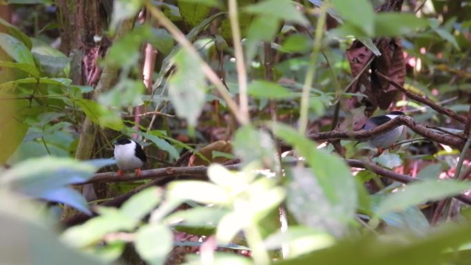 哥伦比亚泰罗那国家公园里，白胡子马纳金雀栖息在茂密的树叶中，不引人注目