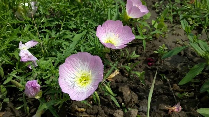 美丽的花园花月见草绽放了娇嫩的粉红色花瓣
