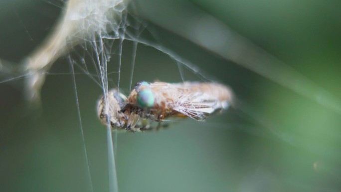 一只米特佩拉蜘蛛正在吞食一只被她的网捉住的双翅龙。特写镜头。
