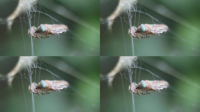 一只米特佩拉蜘蛛正在吞食一只被她的网捉住的双翅龙。特写镜头。
