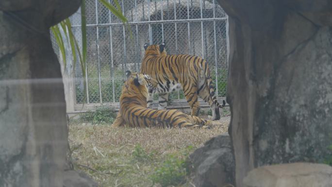 2024广州动物园游览老虎白虎