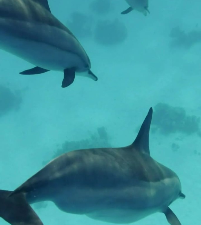 怀孕的雌海豚与主要群体分开游泳