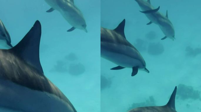 怀孕的雌海豚与主要群体分开游泳