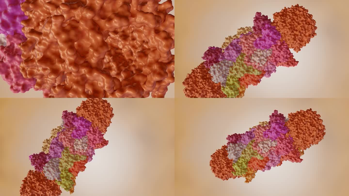 旋转蛋白酶体分子的动画