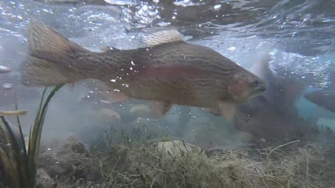 水中鱼的水下视频