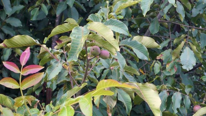 生机勃勃的生核桃:五颜六色的种子挂在印度喜马偕尔邦郁郁葱葱的绿树上。大自然的恩赐，有机的收获