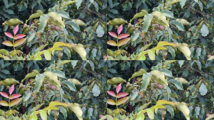 生机勃勃的生核桃:五颜六色的种子挂在印度喜马偕尔邦郁郁葱葱的绿树上。大自然的恩赐，有机的收获