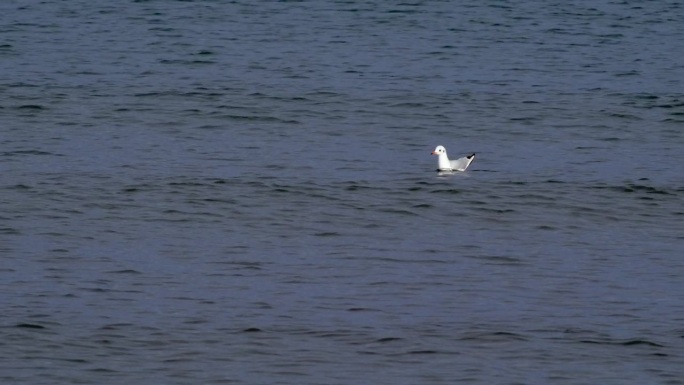 海鸥了解自己在海上的处境
