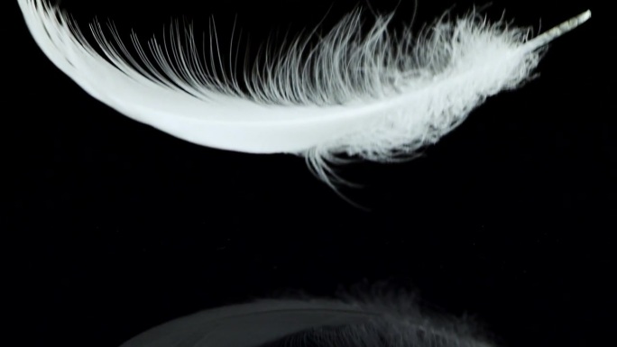 一根白天鹅羽毛落在黑色的反射面上。缓慢的运动。孤立的黑色背景。
