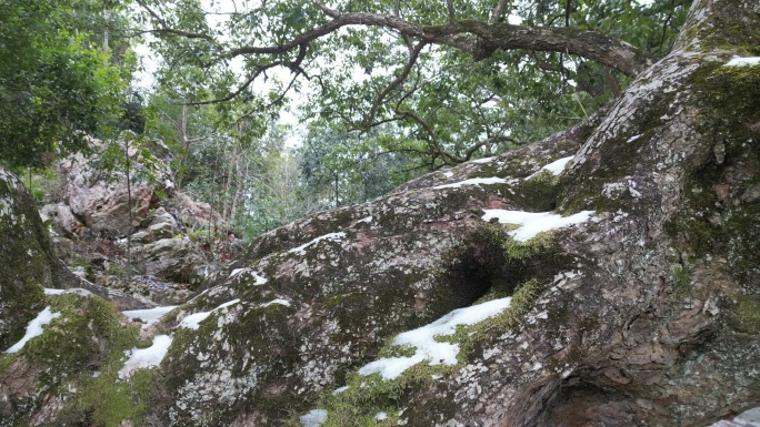 古树  残雪