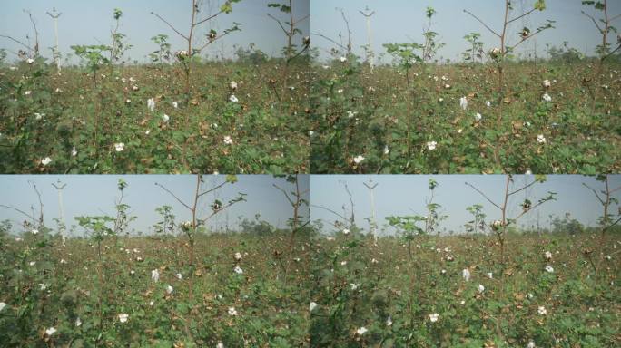 印度马哈拉施特拉邦的棉花田