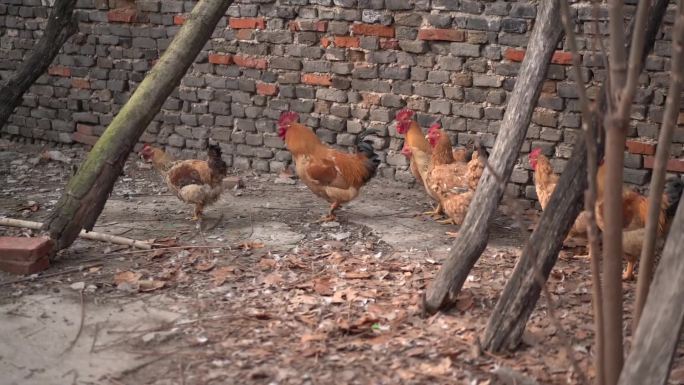 鸡 鸡群 农家院