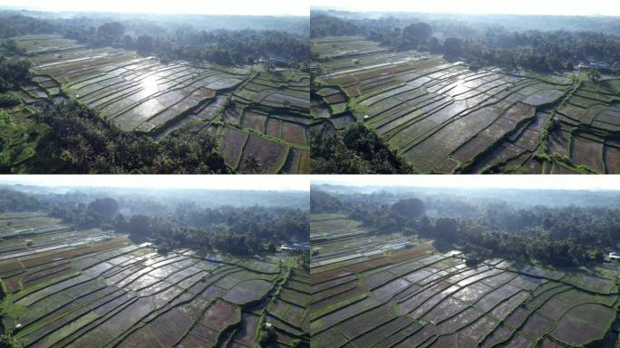 巴厘岛大片耕地上收获和淹没的稻田，航拍