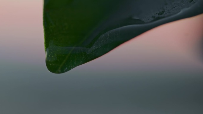 一滴雨从一片绿叶上落下。净水概念。