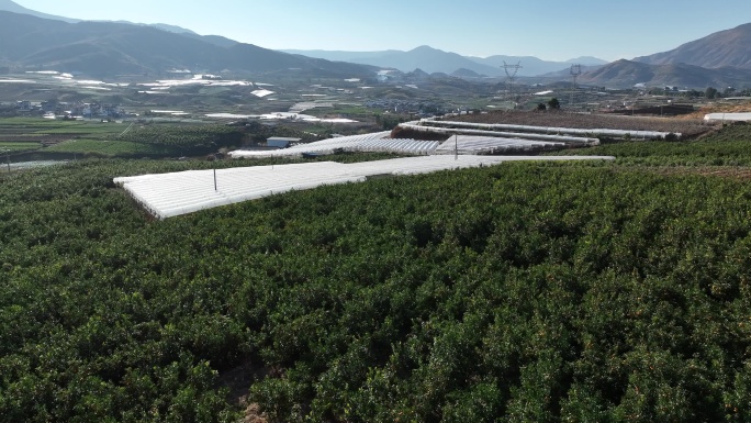 云南山地沃柑 柑橘田地