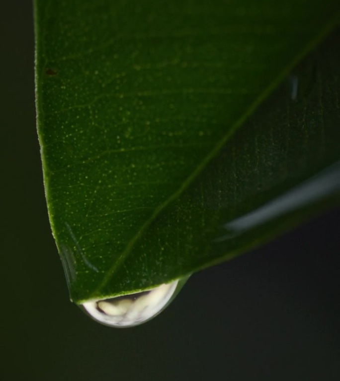 一滴雨从一片绿叶上落下