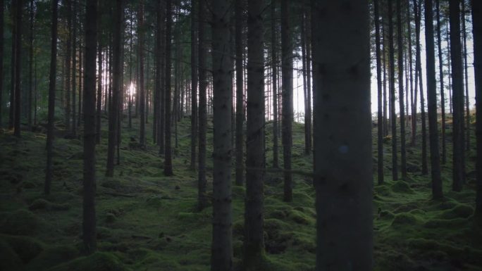 松树和长满青苔的森林地面，行走的镜头