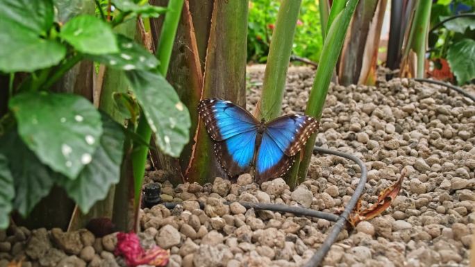 热带蓝大闪蝶坐在蝴蝶园博览会的植物茎上