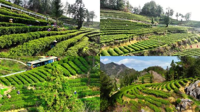 湘西黄金茶种植基地 4K