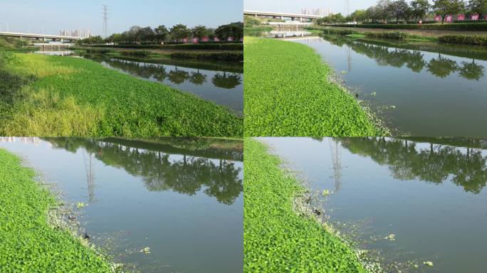 【高清】广西南宁兴宁区那考河湿地公园航拍