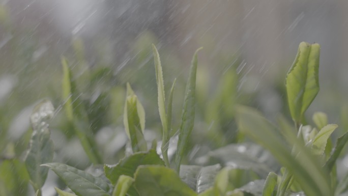 雨水洒落在茶叶嫩芽上