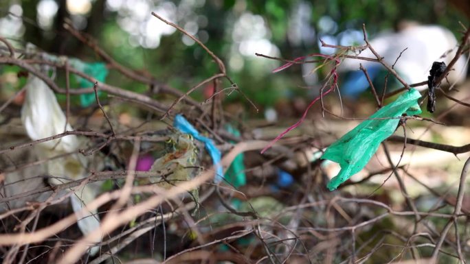 塑料袋被洗干净，挂在海滩边的灌木丛树枝上。