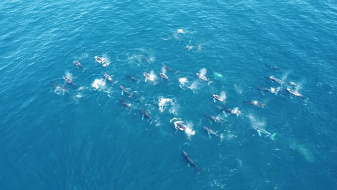 一群座头鲸