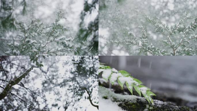 大雪纷飞 鹅毛大雪 雪天