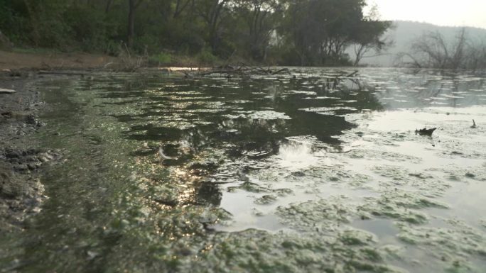 洛纳尔湖水面的绿藻
