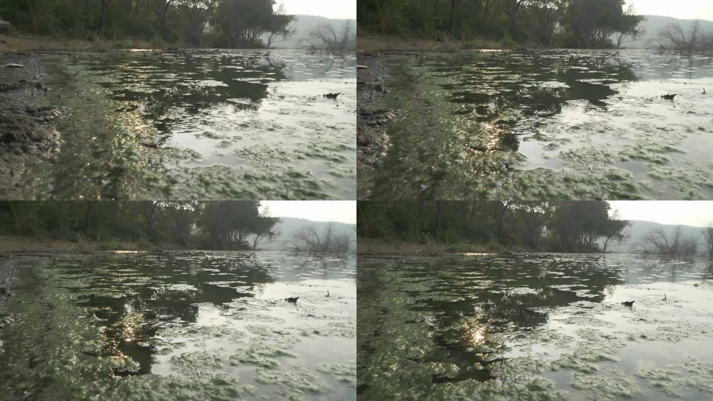 洛纳尔湖水面的绿藻