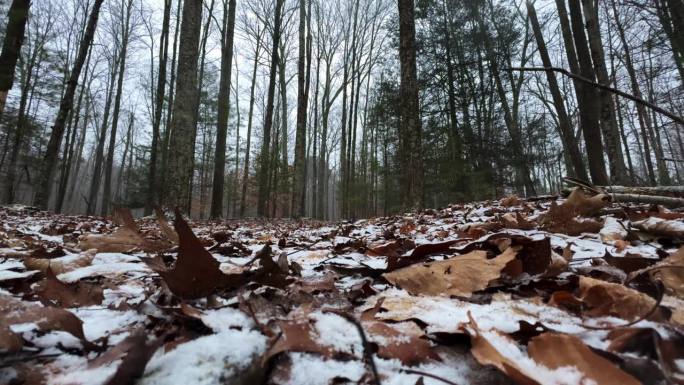 现在的角度，慢镜头，在一个平静、祥和的冬日里，在一片美丽的松林深处，一场暴风雪开始时的小雪