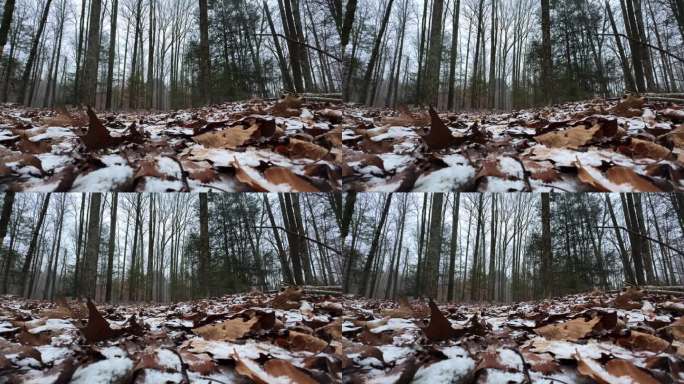 现在的角度，慢镜头，在一个平静、祥和的冬日里，在一片美丽的松林深处，一场暴风雪开始时的小雪