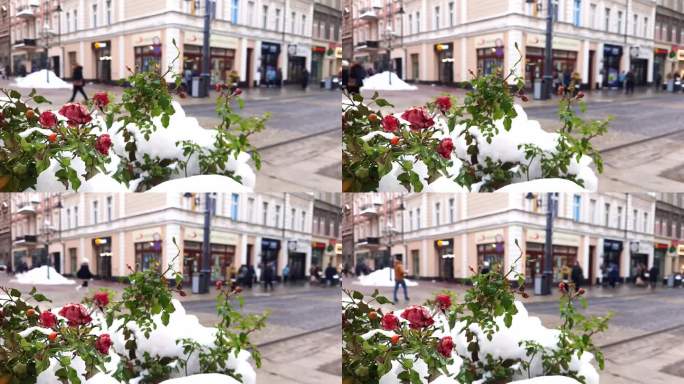 白雪中的玫瑰映衬着繁华城市街道模糊的背景。