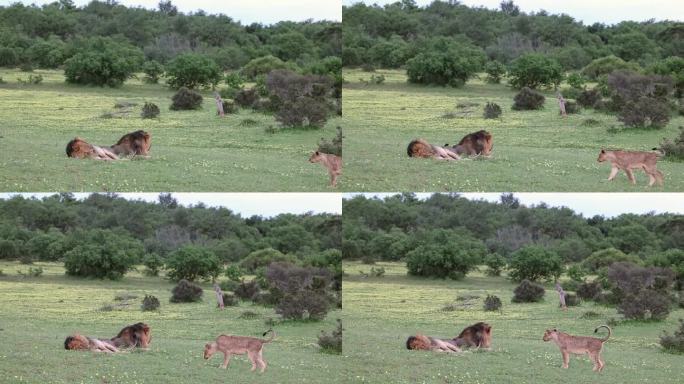 在博茨瓦纳的马沙图，小狮子小心翼翼地走向两只大雄狮