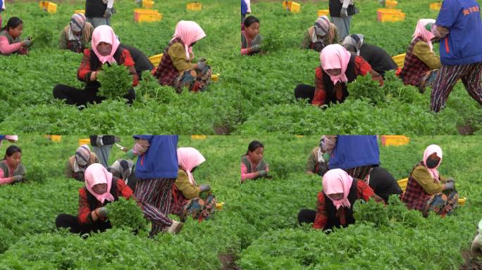 茼蒿采摘 农村菜园菜地 农业规模化种植