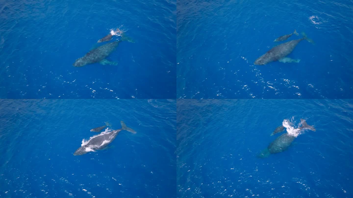 座头鲸和幼鲸浮出水面的空中鸟眼