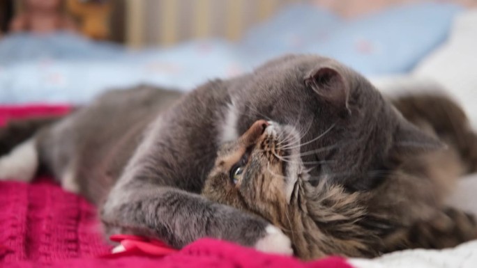 两只猫依偎在一起。猫的夫妇。可爱的国内虎斑猫友好的拥抱躺在床上。2小猫一起洗，有友谊。猫咪休息，依偎