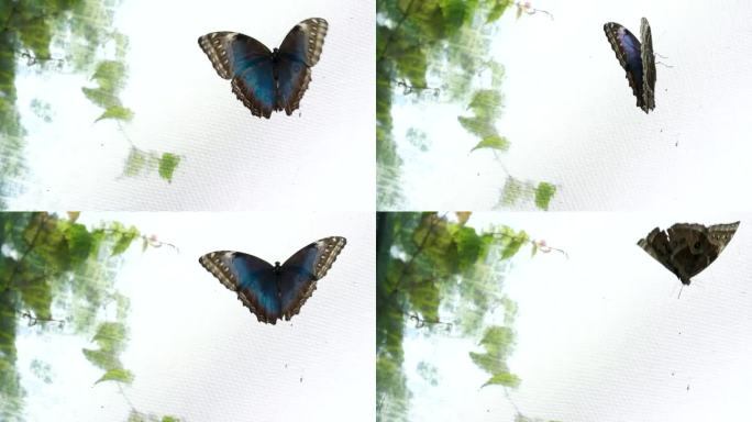 蓝色的大闪蝶在地上飞舞。底部和顶部是可见的。维多利亚蝴蝶园