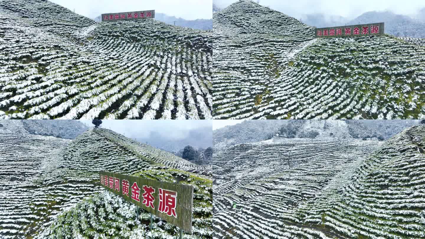 唯美茶园雪景黄金茶生态茶山航拍素材