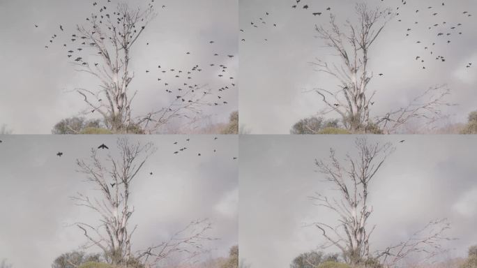 广角CG动画乌鸦飞出死树与云的背景。