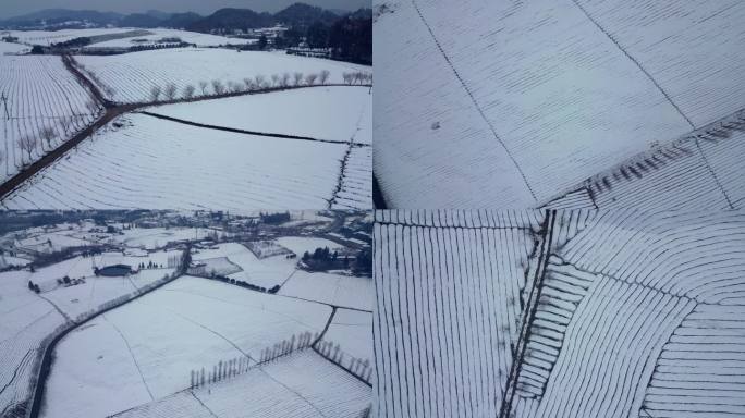 湄潭茶海雪景纯净洁白净化心灵次序感排列感