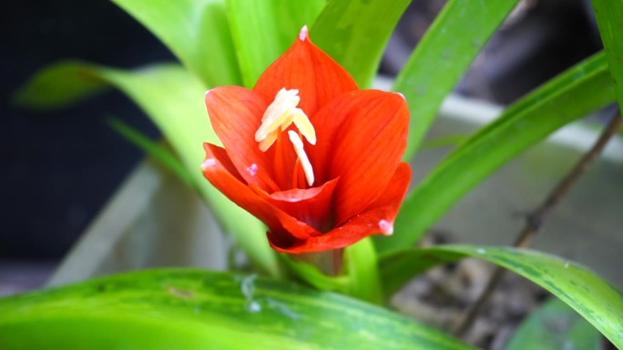 红色的花红花特写展示小花