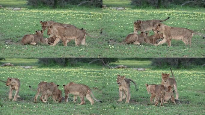 在博茨瓦纳，三只年长的狮子幼崽欺负它们的弟弟