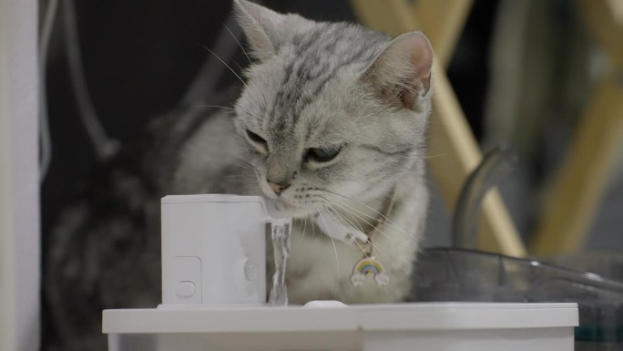 近距离拍摄灰小猫和白小猫在宠物饮水器饮水。宠物猫饮水采用自动饮水机，宠物生活用科技