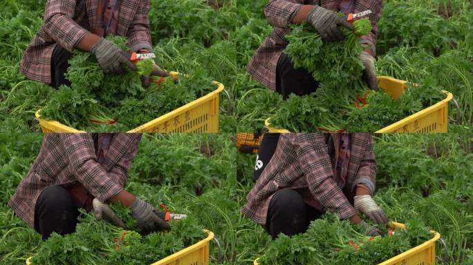 茼蒿采摘 农村菜园菜地 农业规模化种植