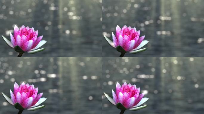 一朵粉红色的荷花在抽象的流水背景上，流水与真正闪亮的散焦灯，明亮的花卉背景与美容水疗，身体护理和园艺