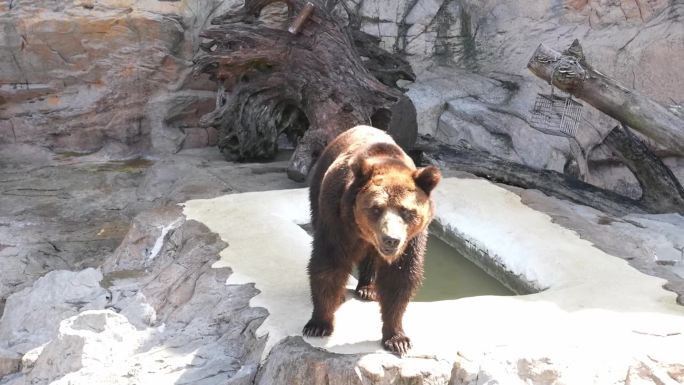 灰熊动物园广州长隆晒太阳
