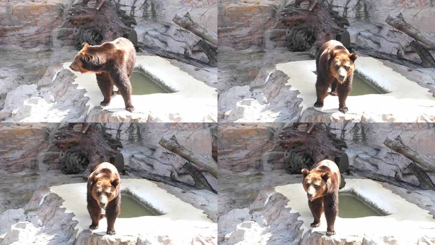灰熊动物园广州长隆晒太阳