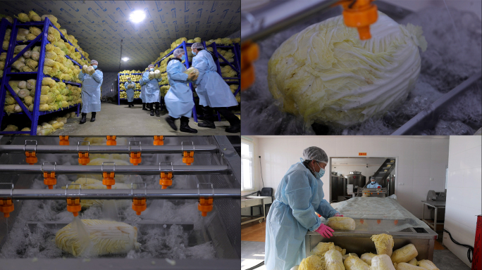 东北酸菜厂制作过程