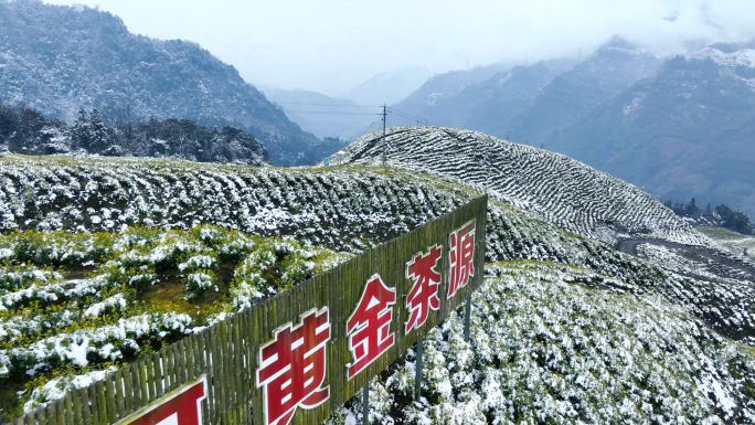 唯美茶园雪景黄金茶生态茶山航拍素材